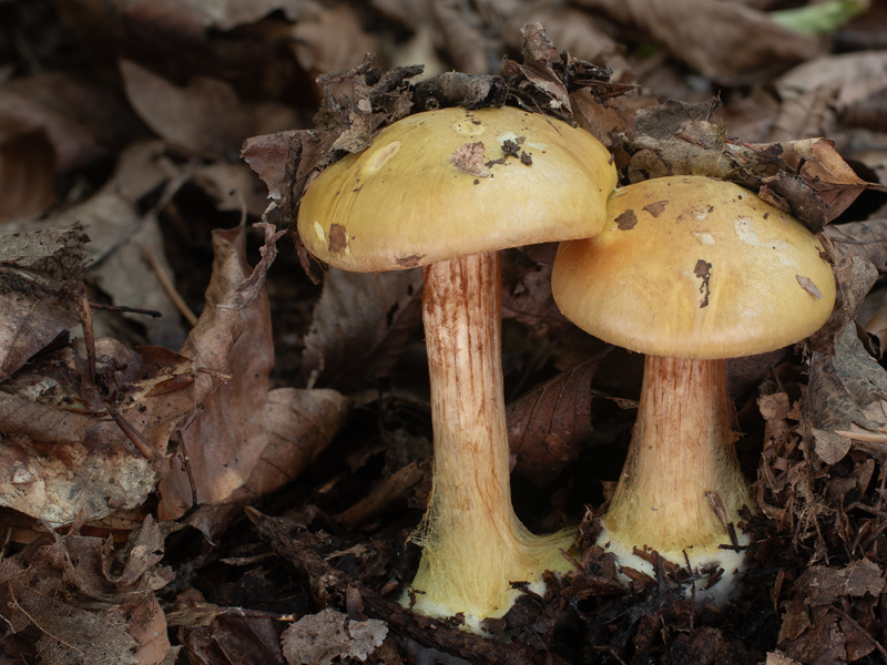 Cortinarius fulvocitrinus Cortinarius fulvocitrinus